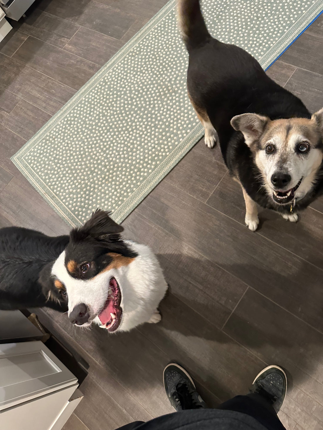 Pet Care Reimagined!!!